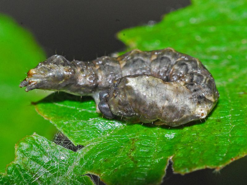 Un bruco ben mimetizzato: Thyatira batis - Drepanidae